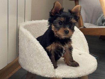 GORGEOUS MALE AND FEMALE YORKIE PUPPY FO