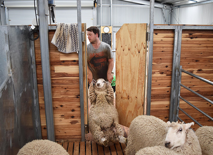 ProWay Livestock Handling Equipment