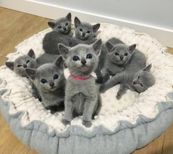 Russian Blue Kittens available now.