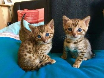 Beautiful Bengal kittens available now.