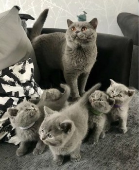 British shorthair kittens available now