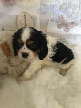 Cocker Spaniel  puppies for sale