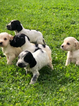 Cocker Spaniel  puppies for sale