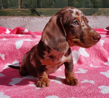 Amazing Dachshund  puppies for sale
