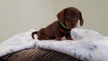 Dachshund puppies  available