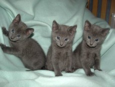 Russian Blue kittens available now