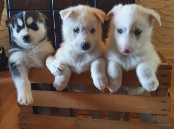 Cute Siberian Husky Pups for sale 