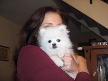 Registered Teacup Pomeranian puppies for