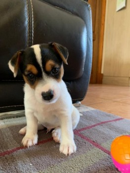 Jack Russell Terriers puppy for sale 