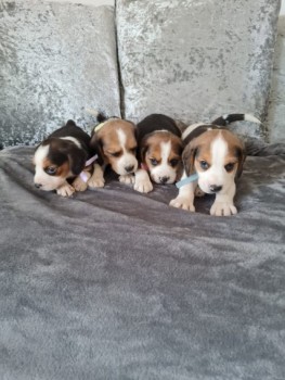 Beagle Puppies For Sale