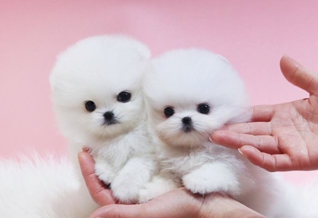Registered Teacup Pomeranian puppies for