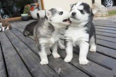 Male and Female SIBERIAN HUSKY PUPPIES A