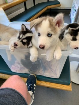 Male and Female SIBERIAN HUSKY PUPPIES A