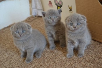 Scottish Fold kittens available now