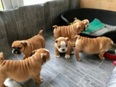 Well Trained English Bulldog Puppies 