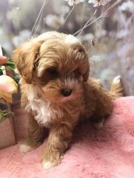Maltipoo puppies Ready to leave Now 