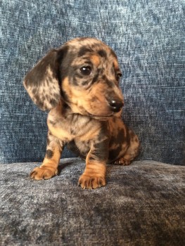 Dachshund puppies Available  Now 