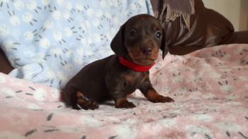 Dachshund puppies Available  Now 