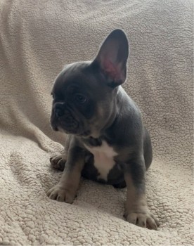 French Bulldog puppies Available  Now 