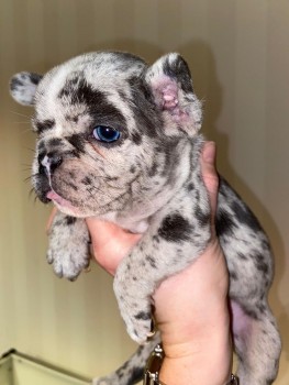 French Bulldog puppies Available  Now 