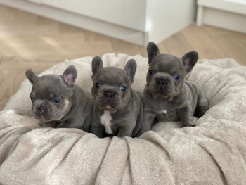 BLUE FRENCH BULLDOG PUPPIES FOR SALE