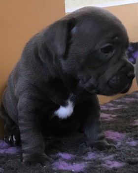 Staffordshire Bull Terrier puppies Avail
