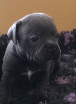Staffordshire Bull Terrier puppies Avail