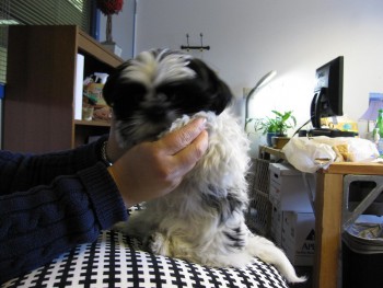 Adorable Shih Tzu Puppies Available For