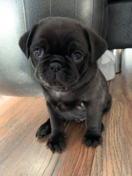 Pug puppies Looking for Pug puppies Look