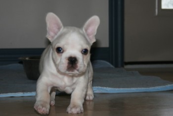 I have a male and female French bulldog 
