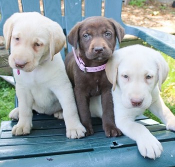 Labrador Retriever  puppies for sale 