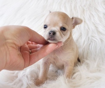 Lovely Miniature Chihuahua Puppies