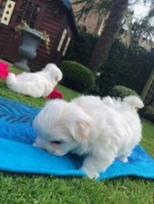 outstanding Maltese puppies for sale