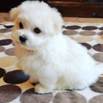  Maltese puppy