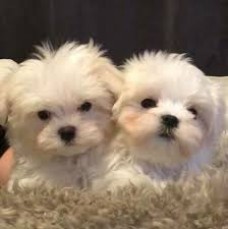 Pure breed male and female Maltese for a