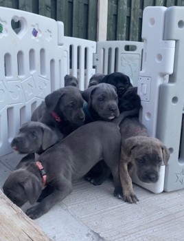 4 Stunning Cane Corsos For Sale