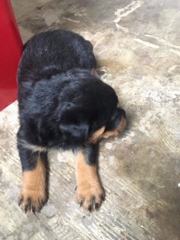 Precious Rottweiler Puppies available 