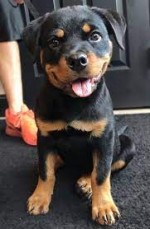 Gorgeous Chunky Rottweiler Puppies