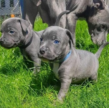 Staffordshire Bull Terrier Puppies 