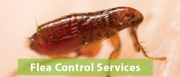 Flea Control Adelaide