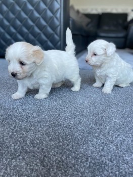 Affectionate Maltipoo Puppy for sale 