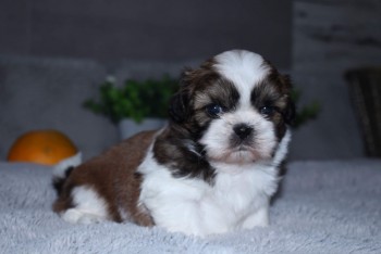 Tiny Teacup Shih-Tzu Puppies Available N