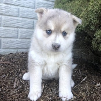 Pomsky Puppies Available for sale 