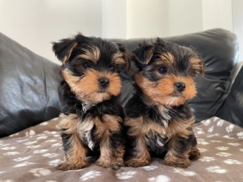 Registered Yorkshire Puppies For Re-Homi