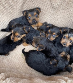 Beautiful Yorkshire Terrier Puppies