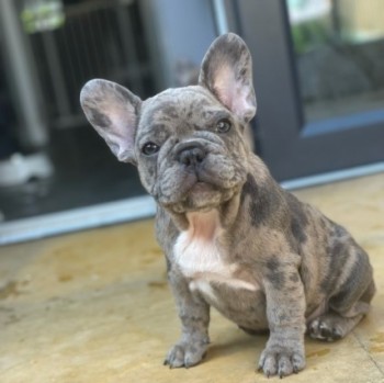 quality French Bulldog Puppy for sale