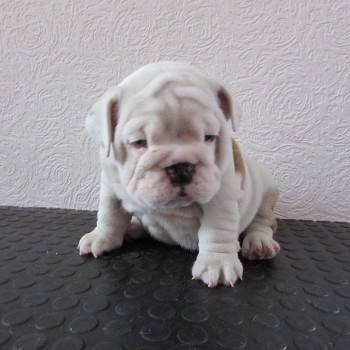 Nice English Bulldog Puppy for sale 