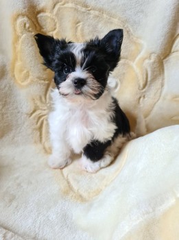 TeaCup Yorkie Puppies For sale
