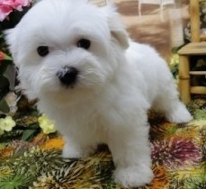 Clever Maltese Puppies for Sale