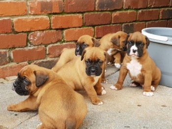 Boxer Puppies For Sale.